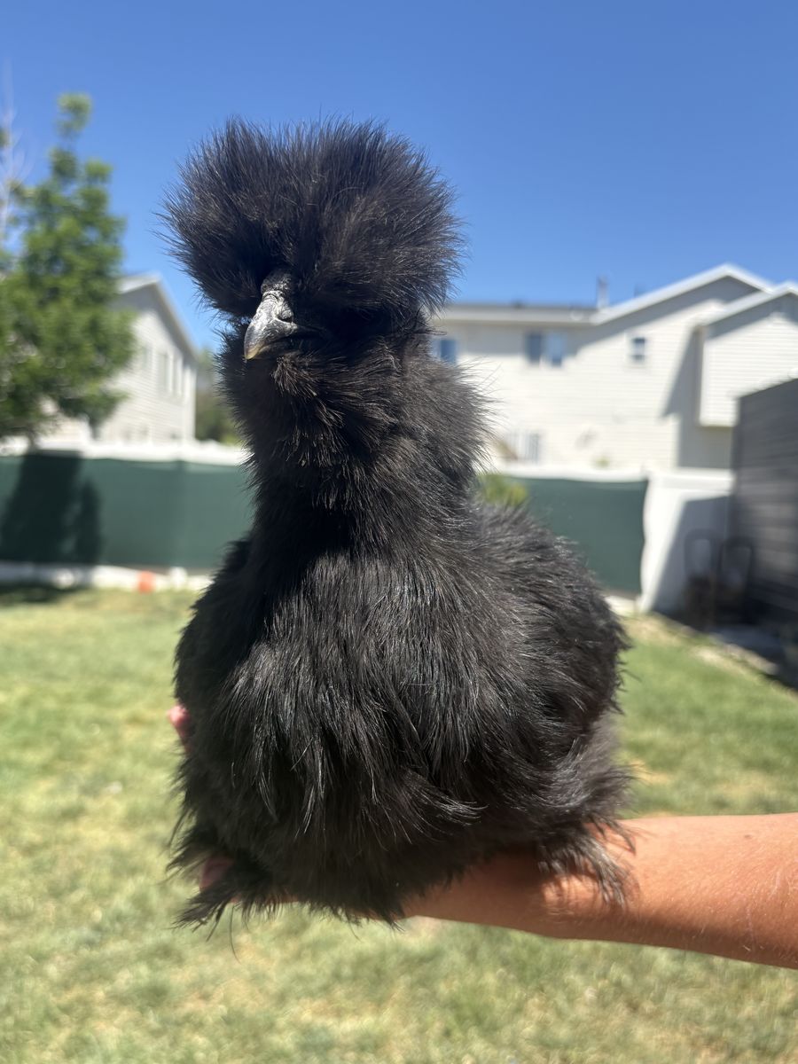 2 silkie bantam rooster free