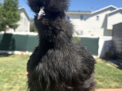 2 silkie bantam rooster free