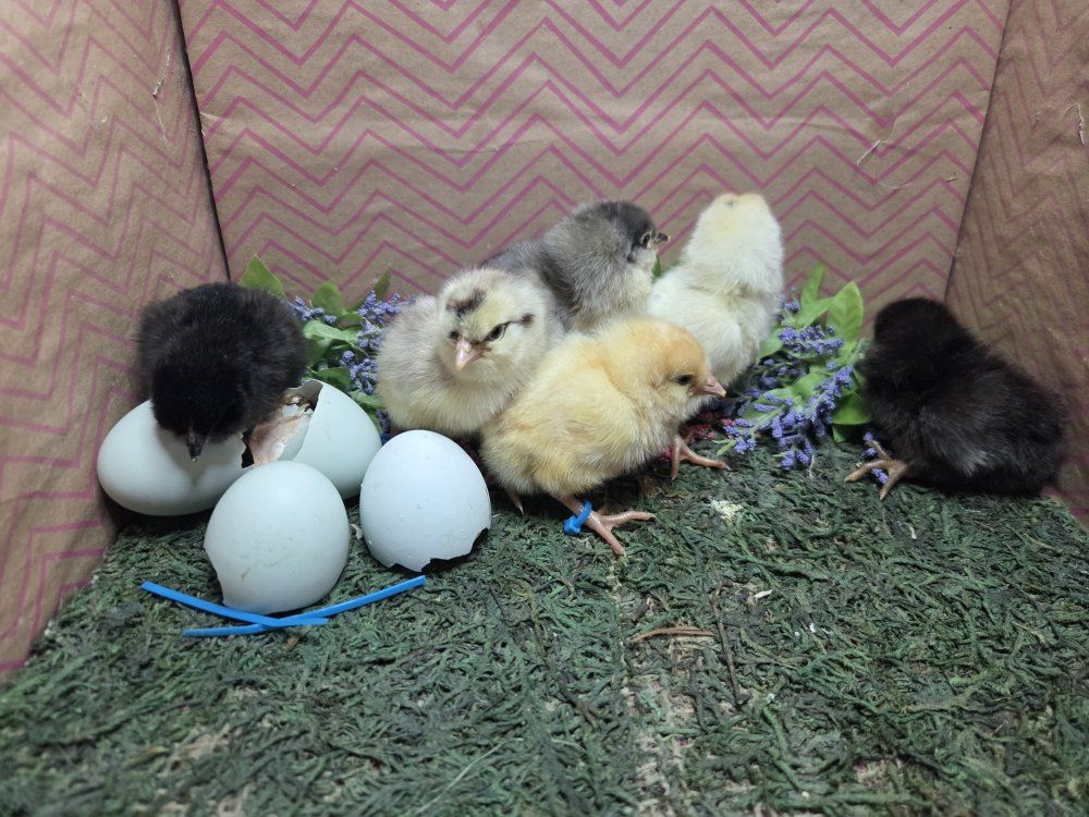 Blue Egg chicks