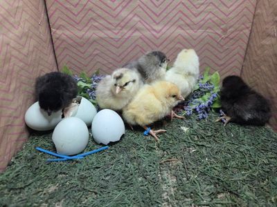 Blue Egg chicks