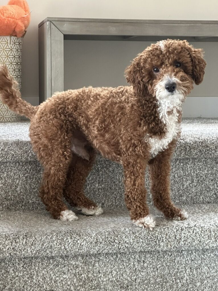 Charming Mini Goldendoodle Stud!