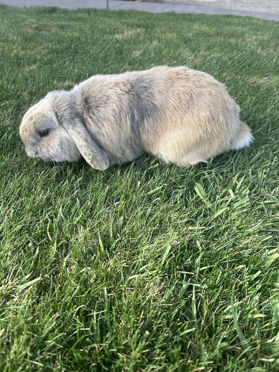 Purebred Pedigree Holland Lop Bunny