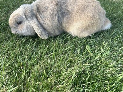 Purebred Pedigree Holland Lop Bunny