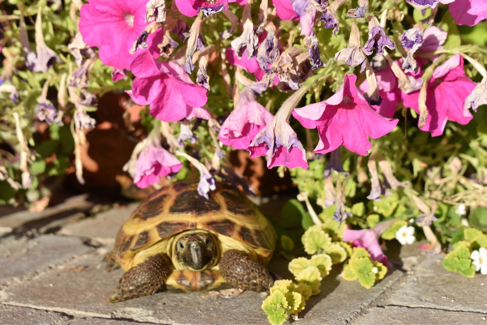 Russian Tortoise, Enclosure and Equipment
