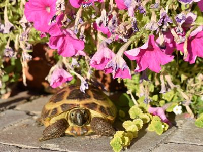 Russian Tortoise, Enclosure and Equipment