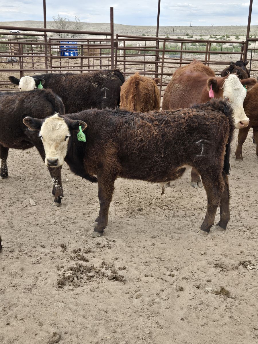 Beef calves