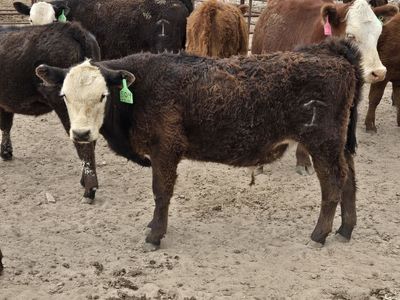 Beef calves