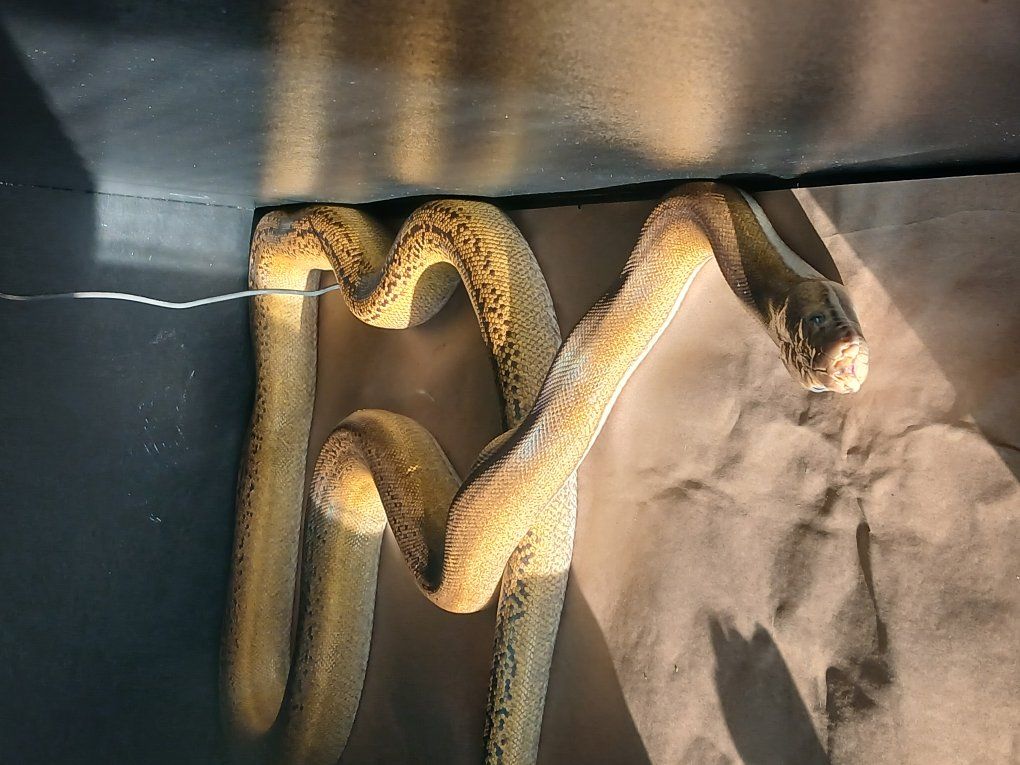 male platinum goldenchild tiger reticulated python