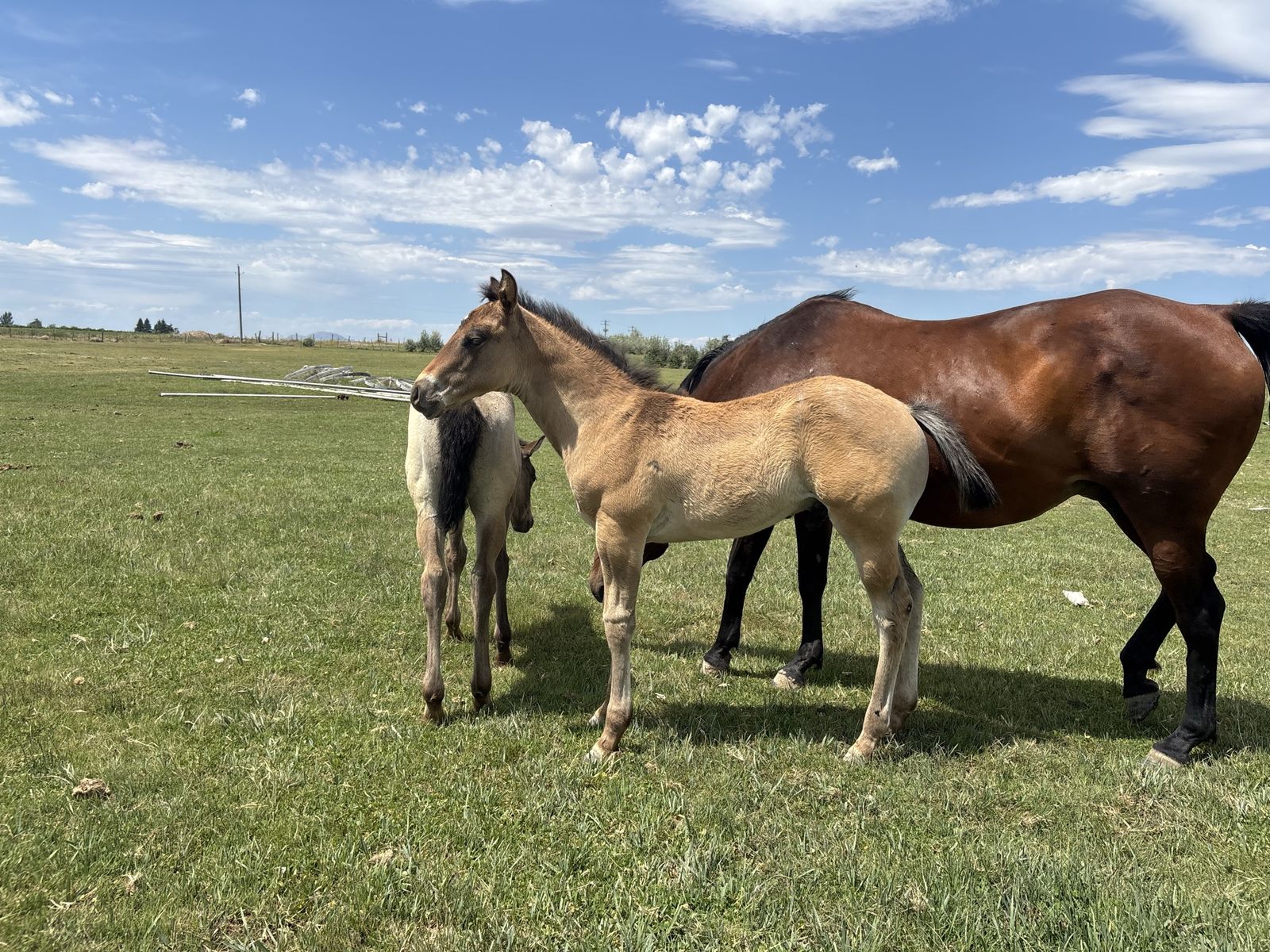 Bay Roan Stud Colt