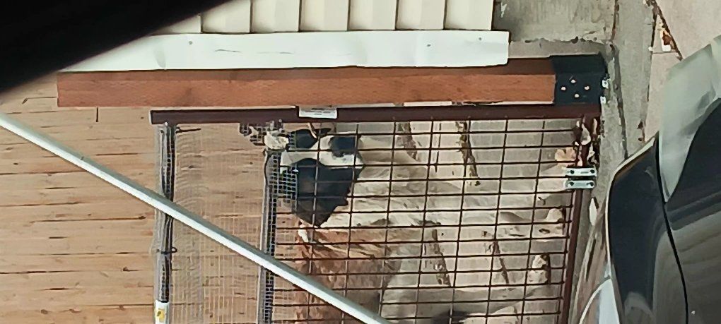 saint puppy due mid April