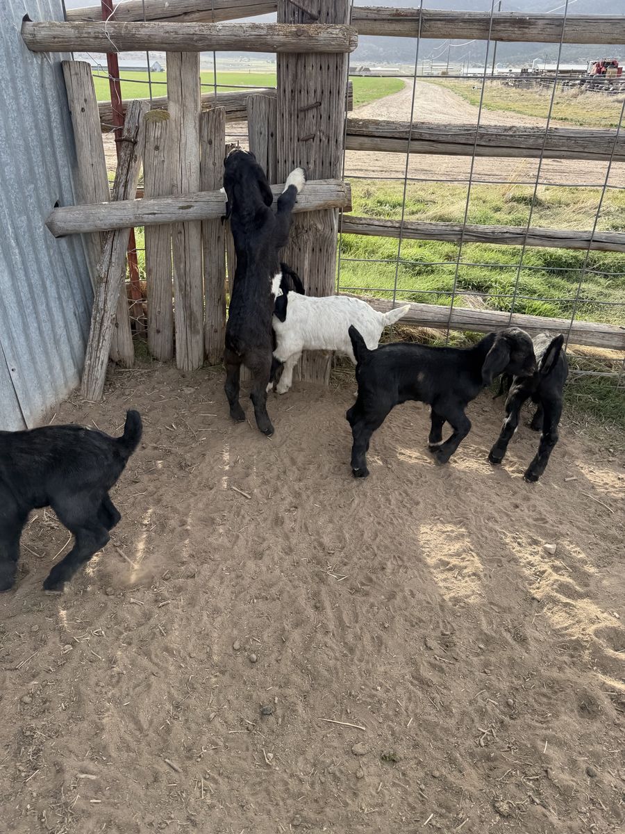 Boer Goat Kid