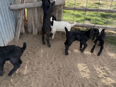 Boer Goat Kid