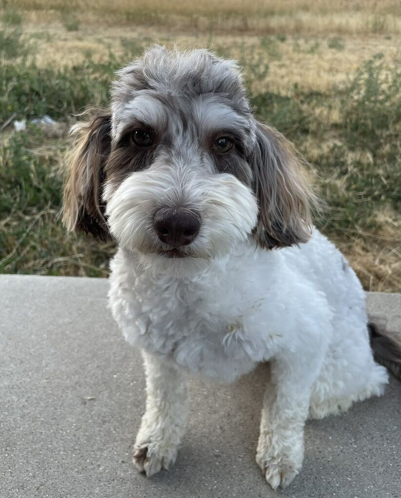 Choc Merle Poodle Stud, 12#, atat, kyky, SSp