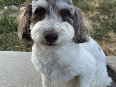 Choc Merle Poodle Stud, 12#, atat, kyky, SSp