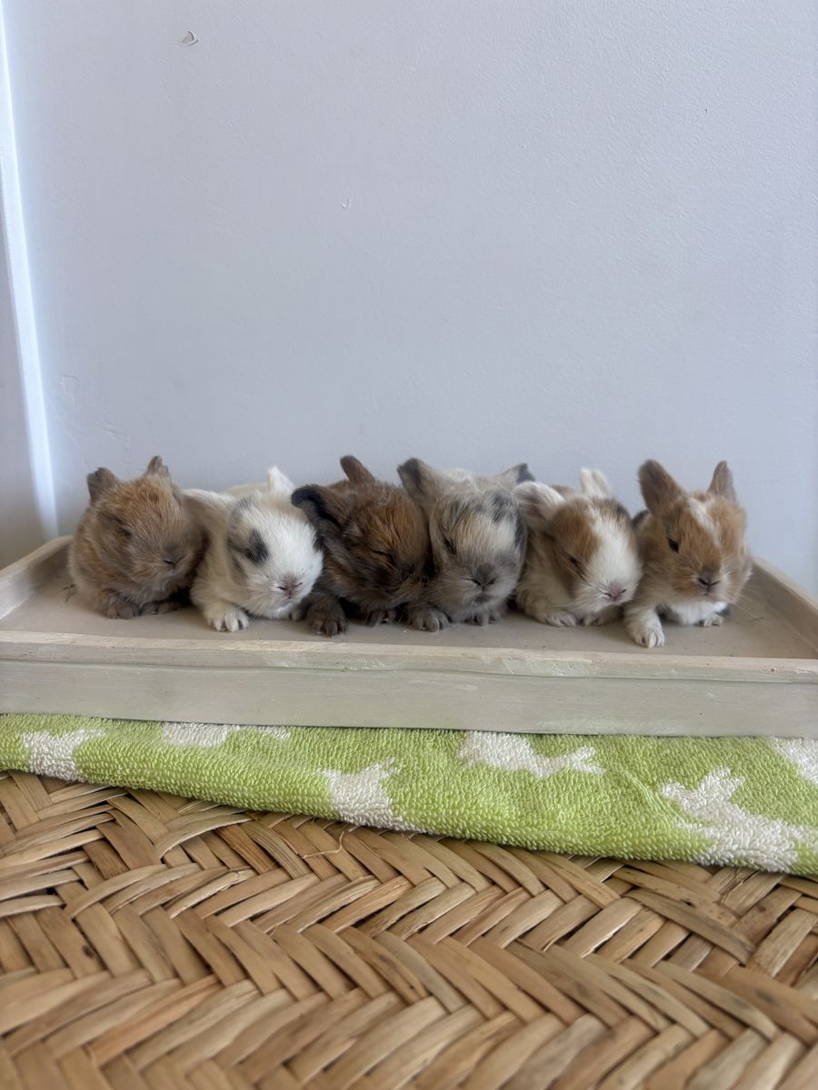 Holland Lop Bunnies