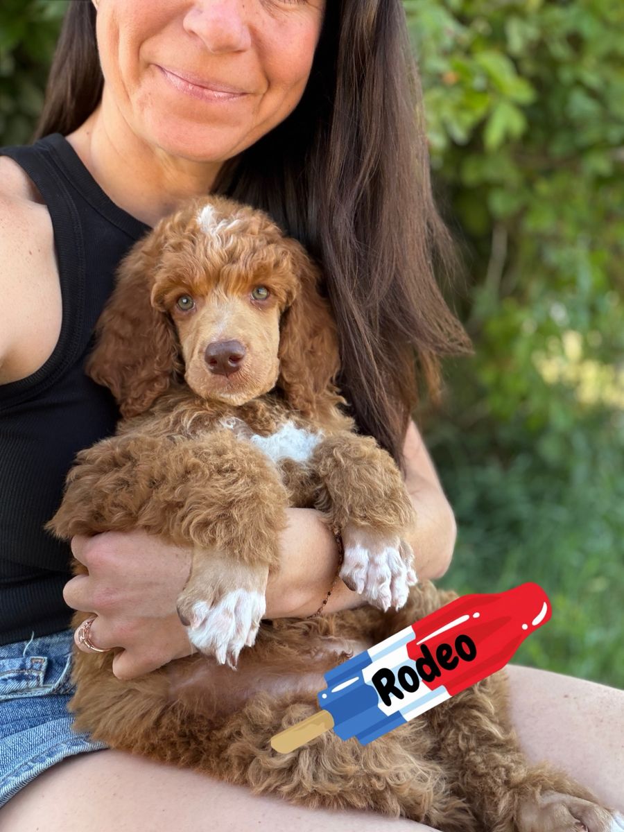 AKC Standard Poodle Puppies