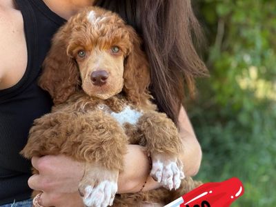 AKC Standard Poodle Puppies