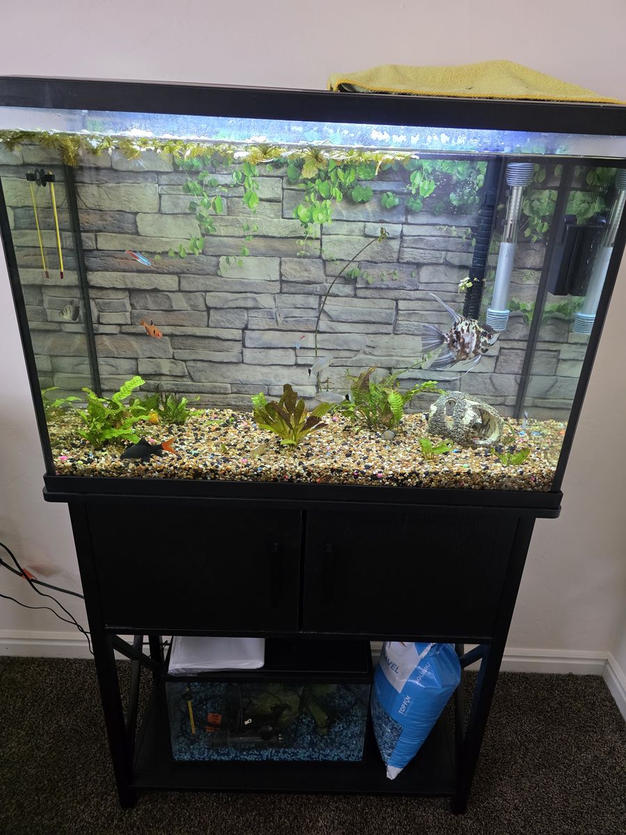 Free Fish, Aquarium, Stand, and Supplies