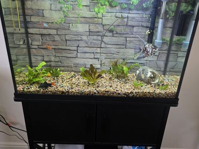 Free Fish, Aquarium, Stand, and Supplies
