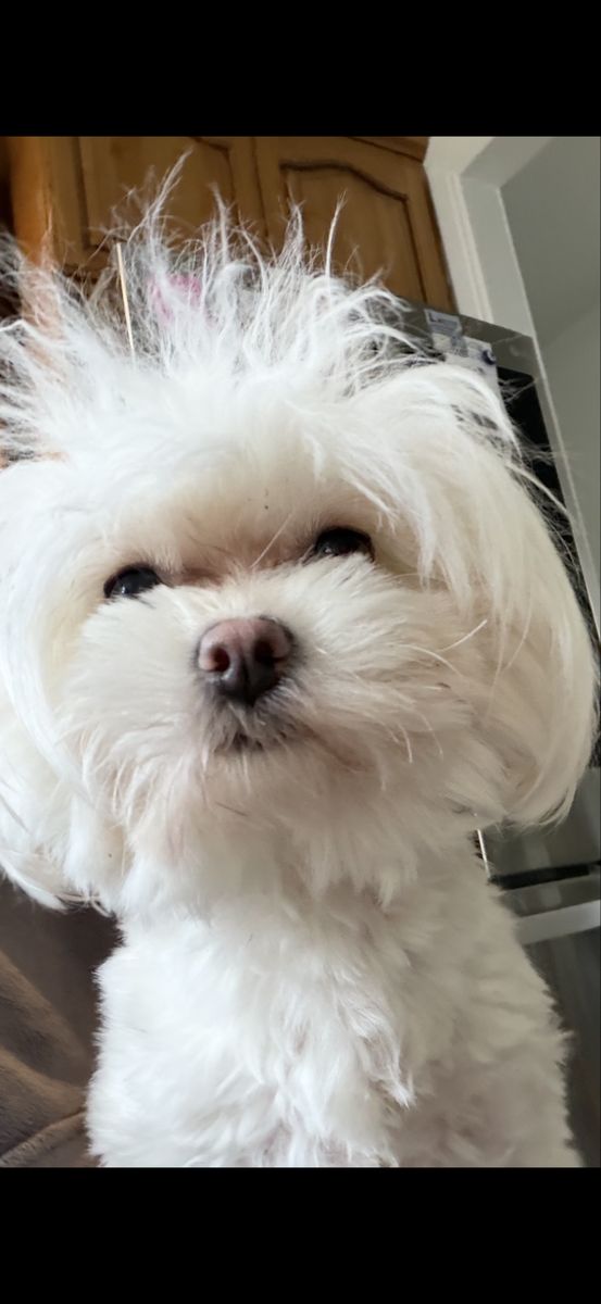 A year old female, Maltese poodle this baby is just a doll. It’s a beautiful girl. It’s still intact. She’s up-to-date on vaccin