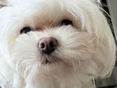 A year old female, Maltese poodle this baby is just a doll. It’s a beautiful girl. It’s still intact. She’s up-to-date on vaccin