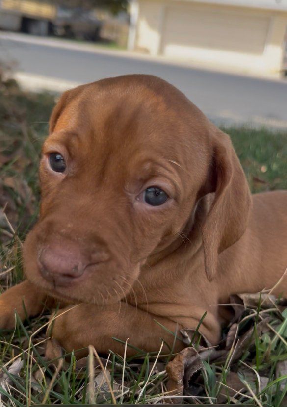 BEAUTIFUL VIZSLA PUPPIES