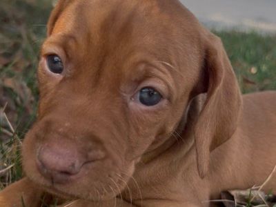 BEAUTIFUL VIZSLA PUPPIES
