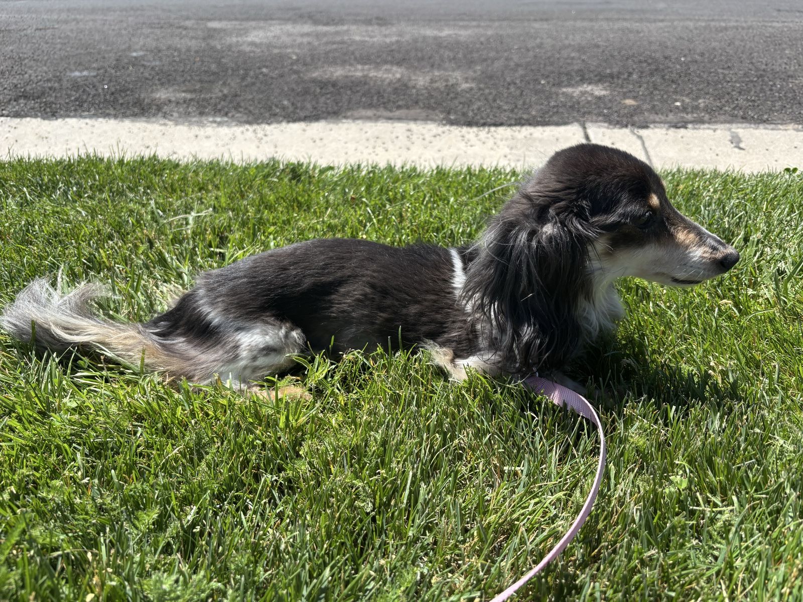 Long Haired Dachshund