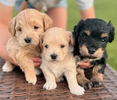 Yochon puppies
