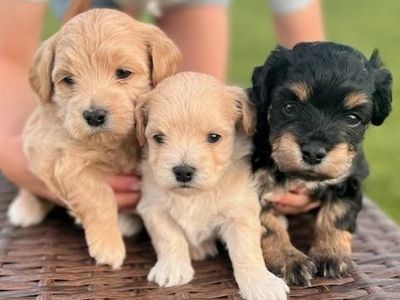 Yochon puppies