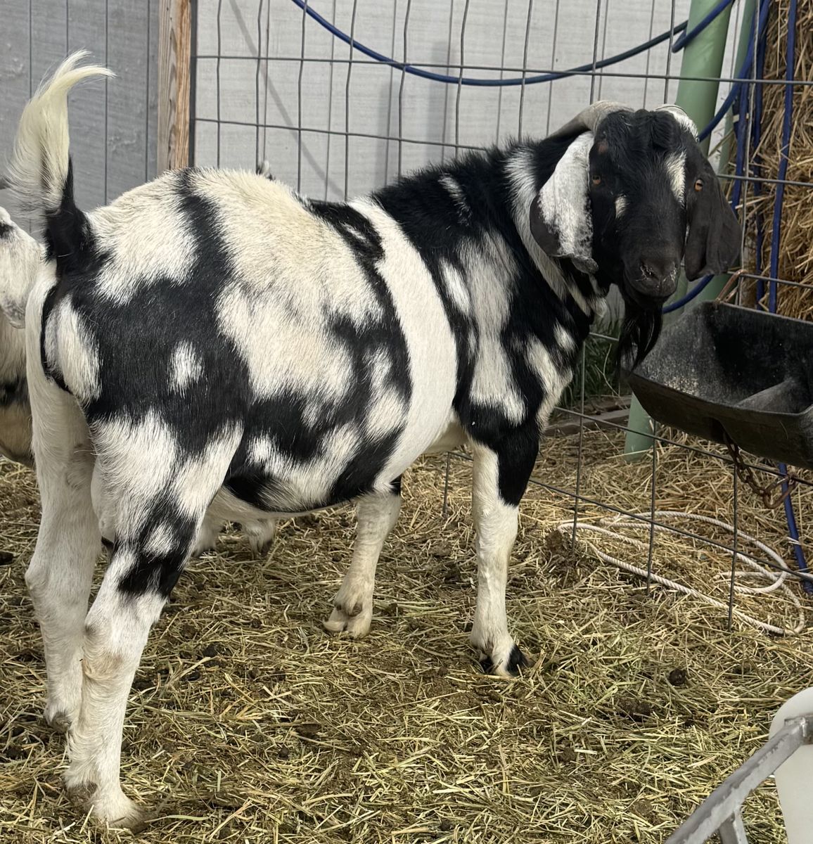 Boer buck