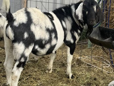 Boer buck