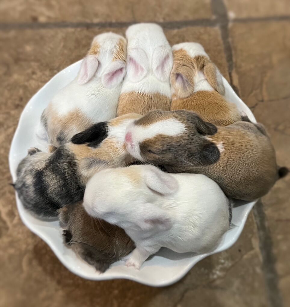 Pedigreed Holland Lops