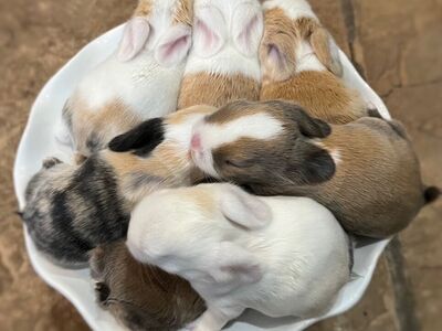 Pedigreed Holland Lops