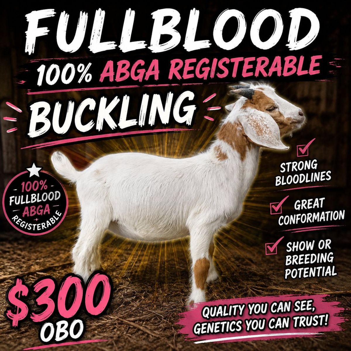 Fullblood ABGA Registerable boer buckling