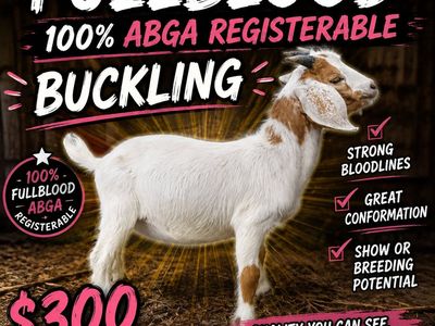 Fullblood ABGA Registerable boer buckling