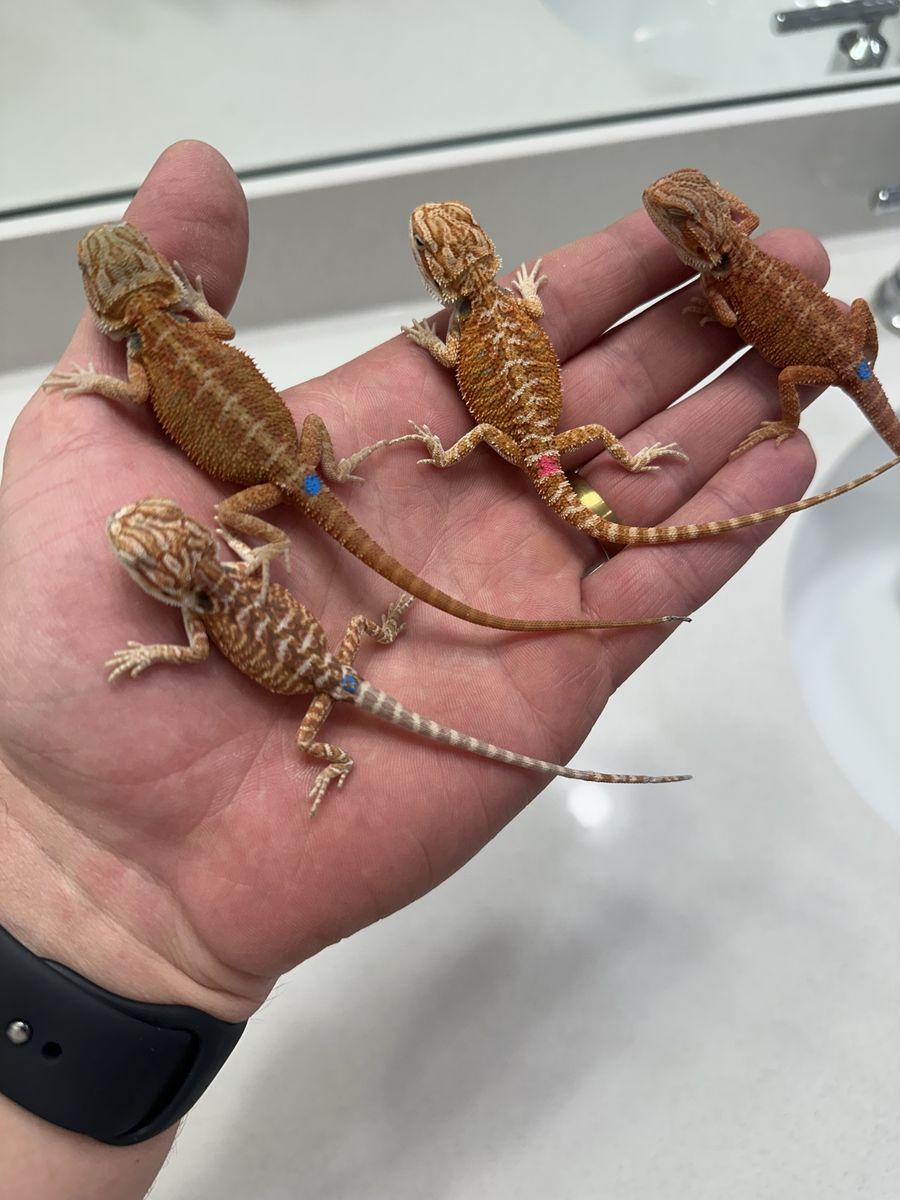 Baby bearded dragons