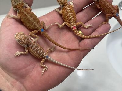 Baby bearded dragons