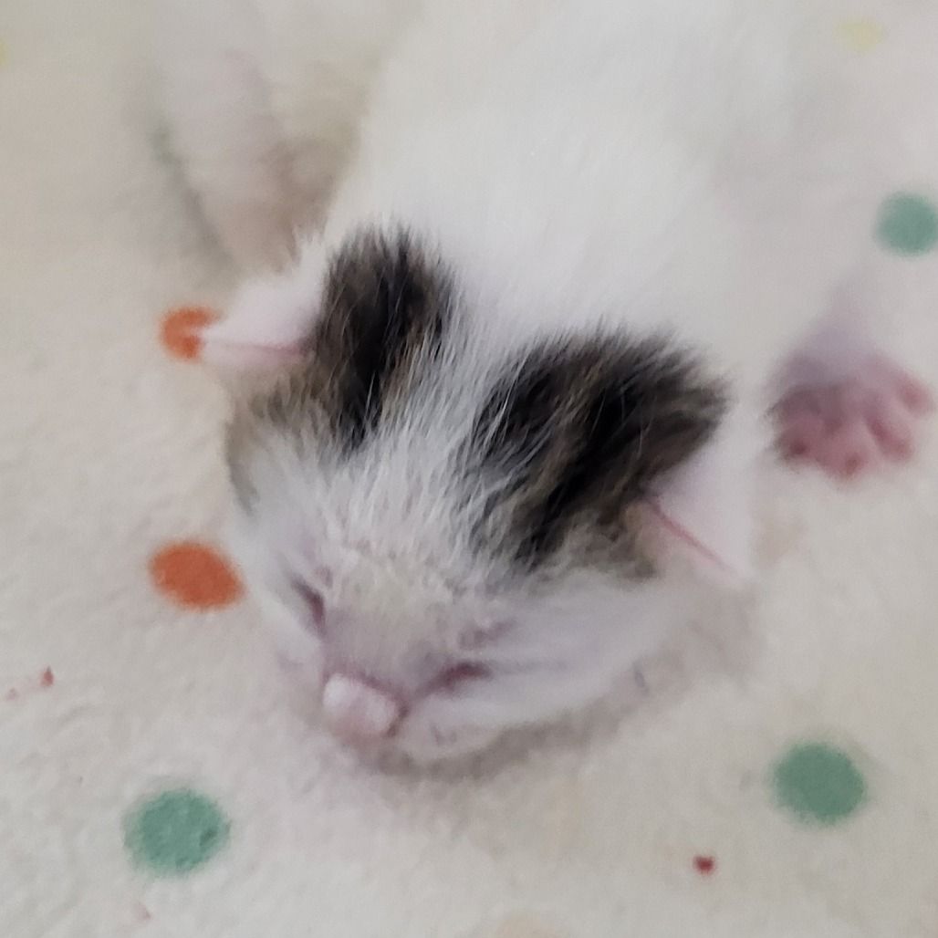 Hello my name is Serif