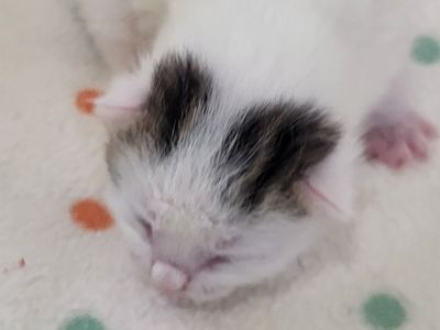 Hello my name is Serif