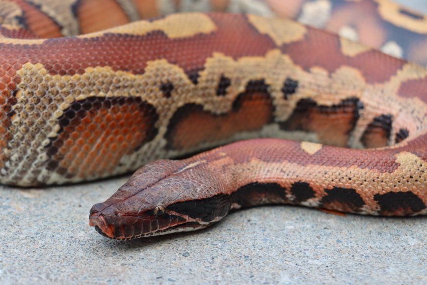 Male Blood Python (Snake)