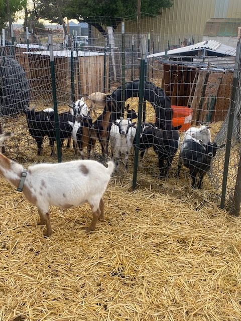 Young Goats