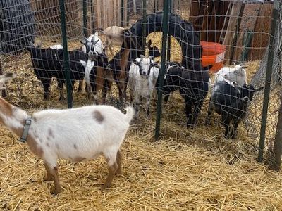 Young Goats