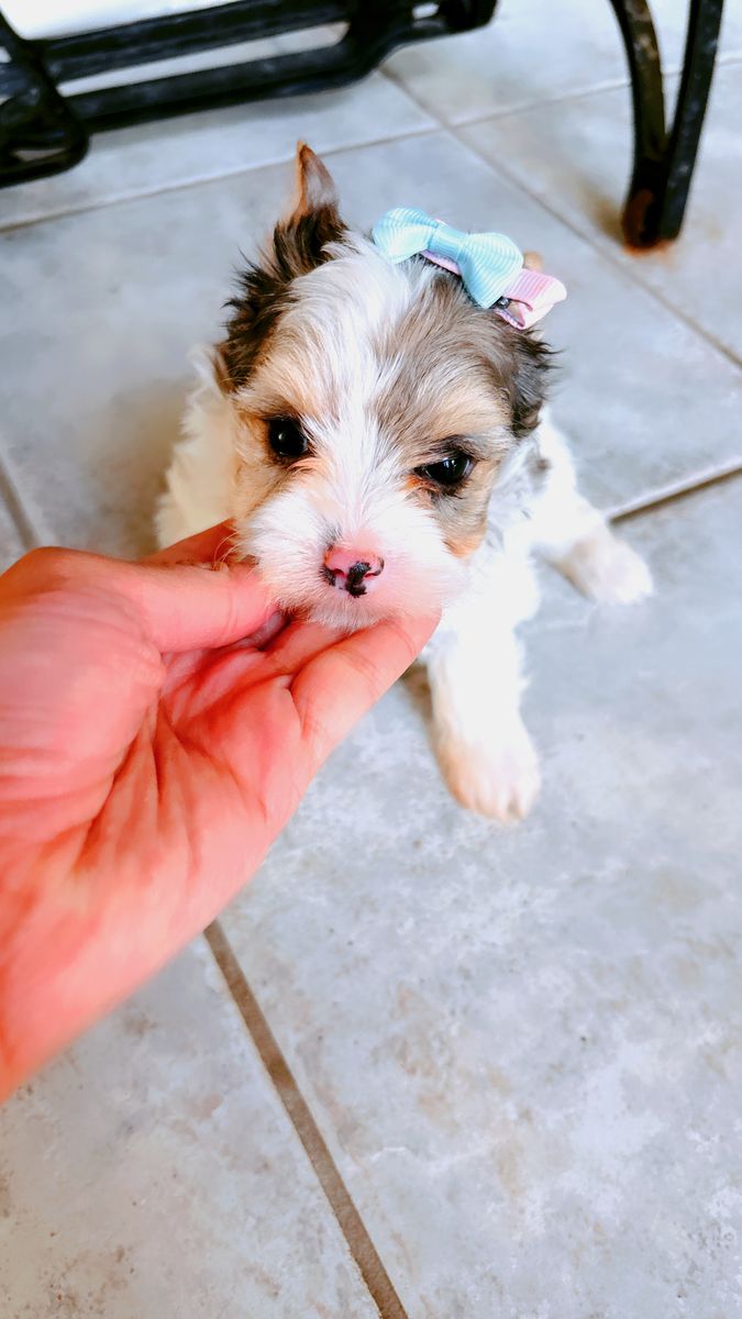 Merle Girl Yorkies Puppies