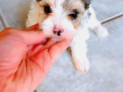 Merle Girl Yorkies Puppies