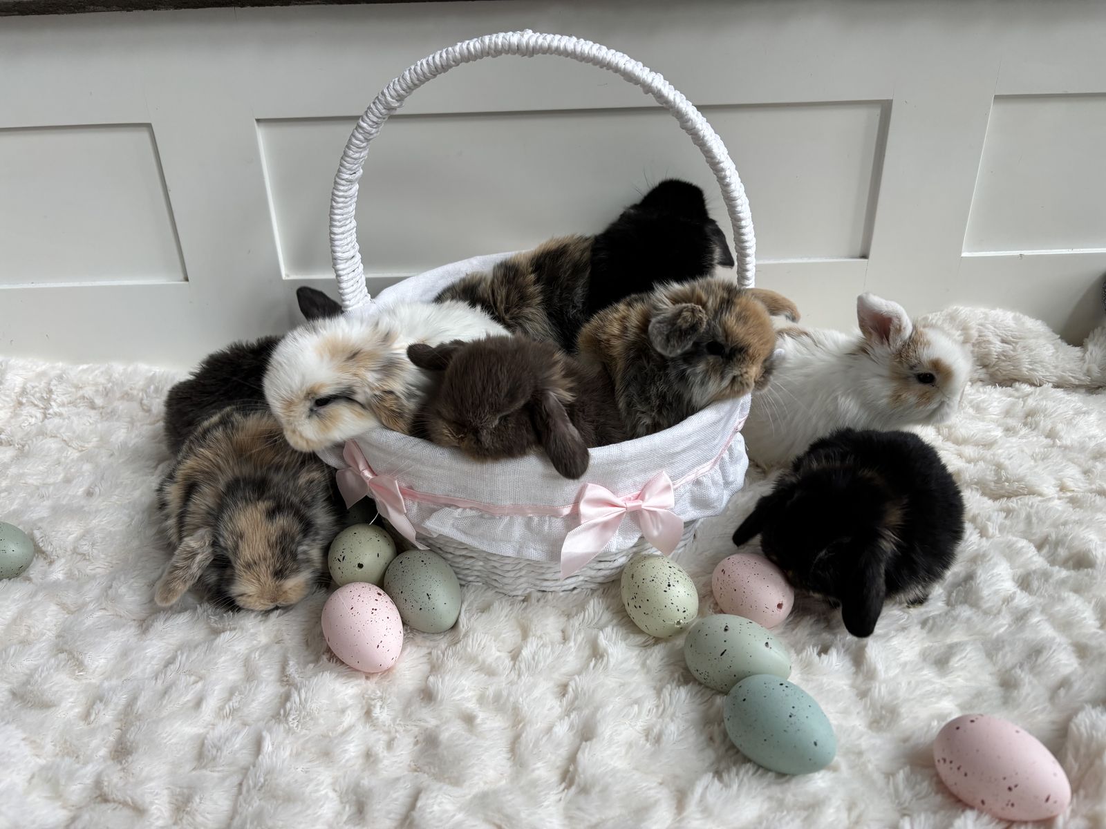 Holland Lop Bunnies (Ready The Week Of March 30)