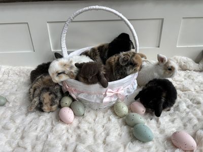 Holland Lop Bunnies (Ready The Week Of March 30)