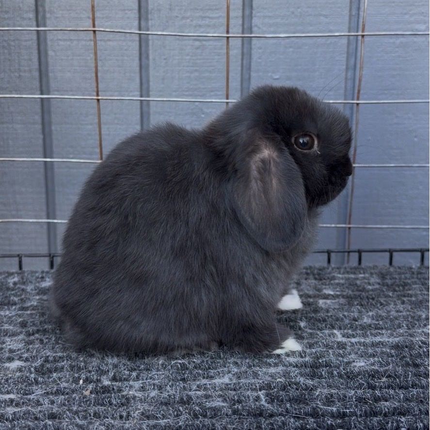 Holland Lop Buck