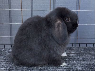 Holland Lop Buck