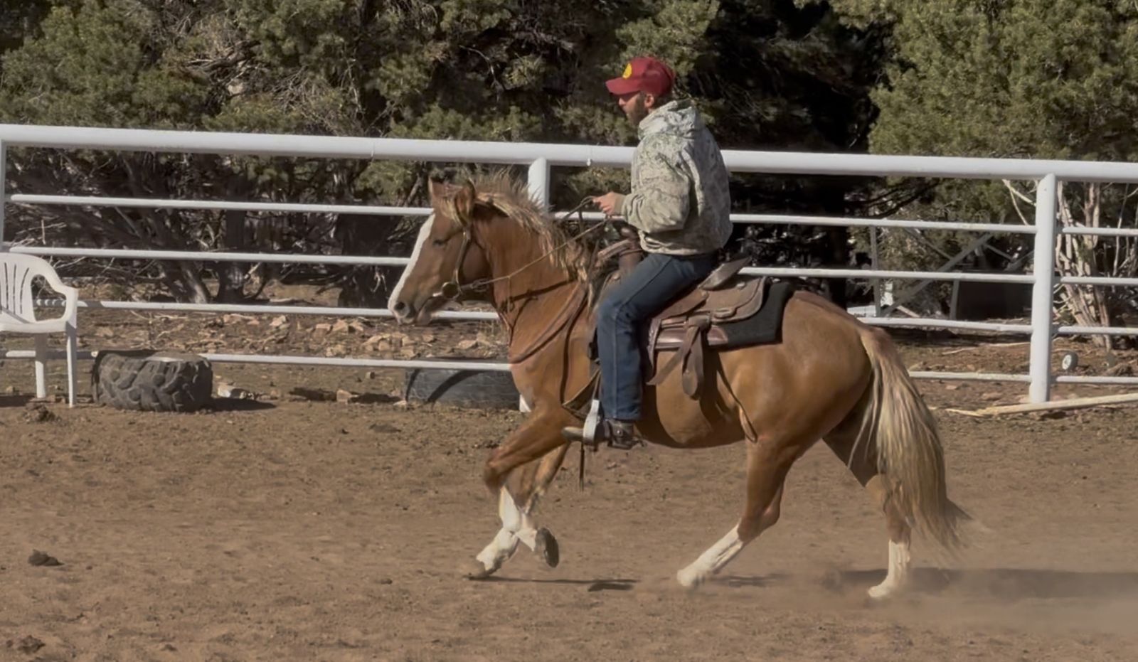 Real Cool Red Dun Gelding!